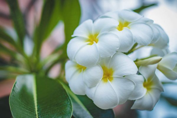 jeune-geneve-se-reposer-jeunant-guerir-microbiote-intermittent-nutrition-sonotherapie-diete-alimentation-jeuner-mediation-yoga-sejours-bains-sonores-spa-etude-chuv-randonnee